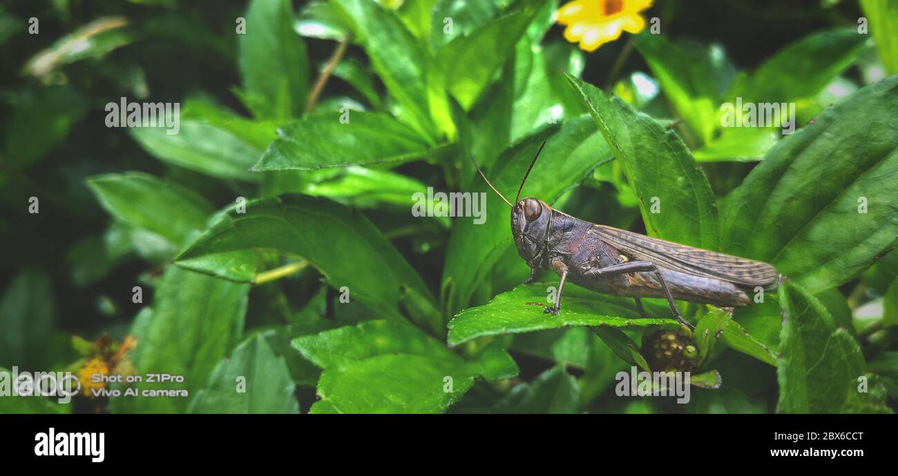 Locust migrateur, Locust, Locusta migratoria. Sauterelle (Locust) mangeant des plantes vertes isolées sur fond de nature. Attaque acridienne en inde. Banque D'Images