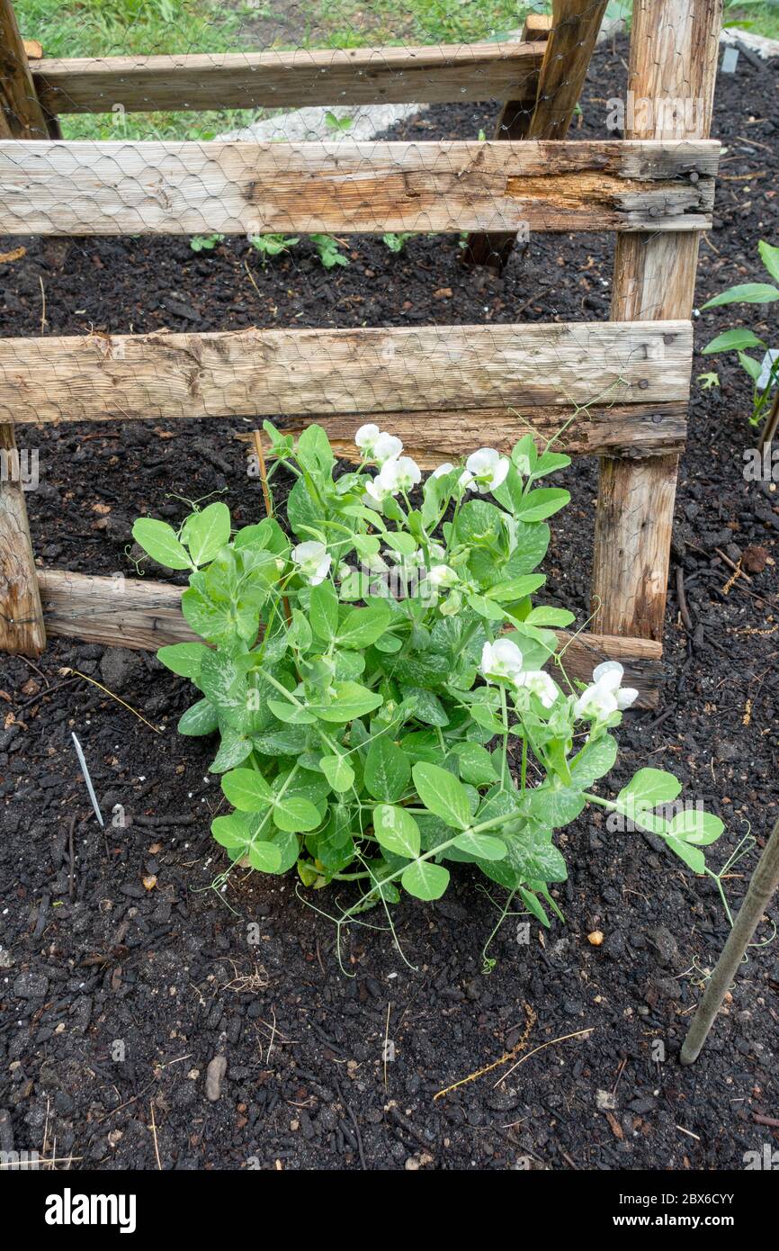Pois de sucre nains de Snowbird, pois de neige, croissance et floraison dans le jardin de printemps Banque D'Images