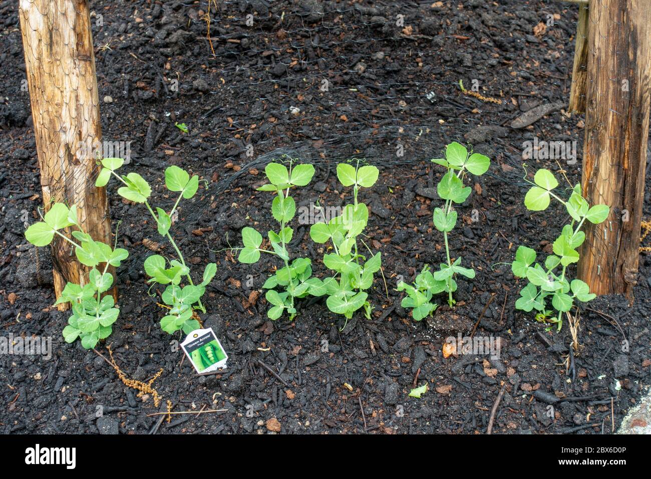 Pois de la flèche verte poussant sur filet de treillis dans le jardin de printemps Banque D'Images