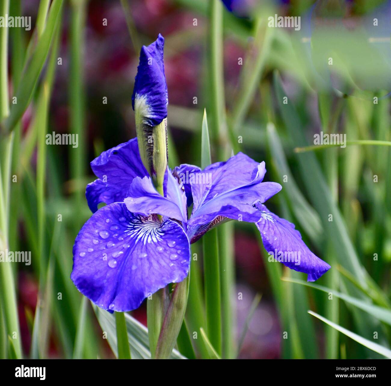 fleur, fleurs, iris bleu Banque D'Images