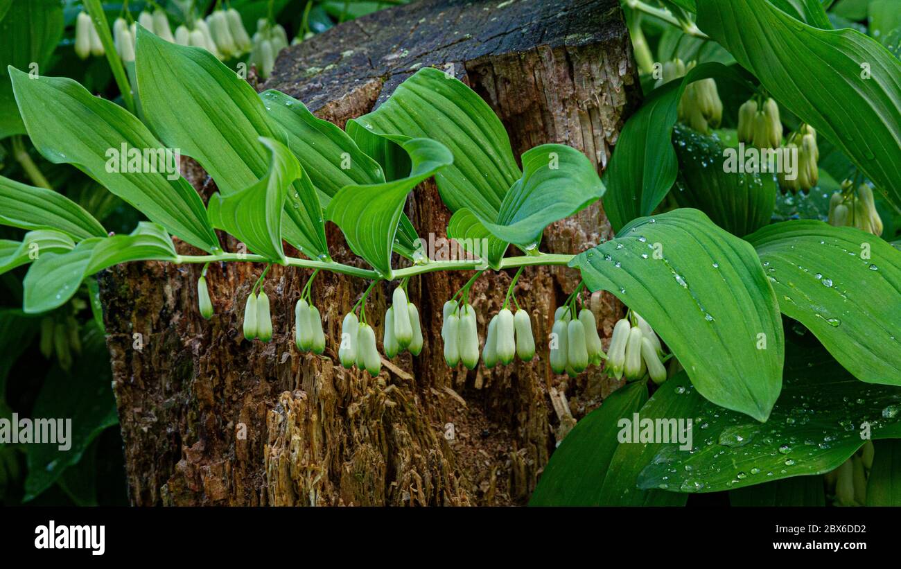 Polygonatum, également connu sous le nom de phoque du roi Salomon ou de phoque de Salomon, est une plante à fleurs. Banque D'Images