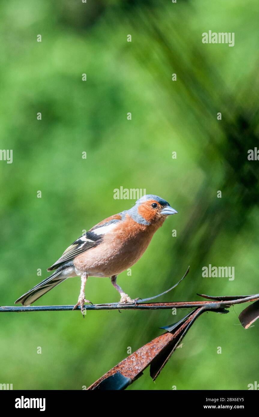 Chaffinch mâle, Fringilla coelebs. Banque D'Images