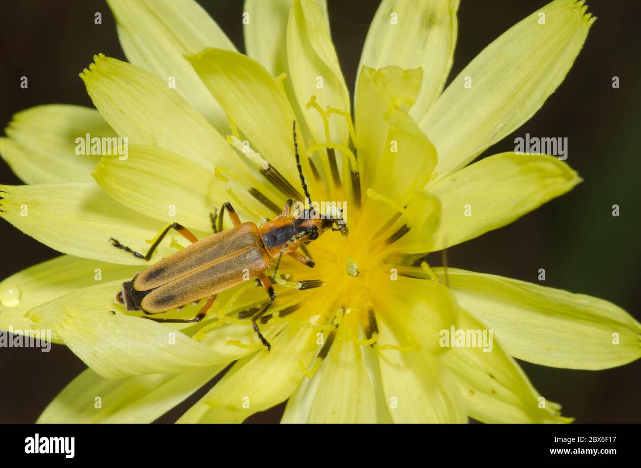 Soldat Beetle, Chauliognathus marginatus, sur False Dandelion, Pyrrhopappus sp. Banque D'Images