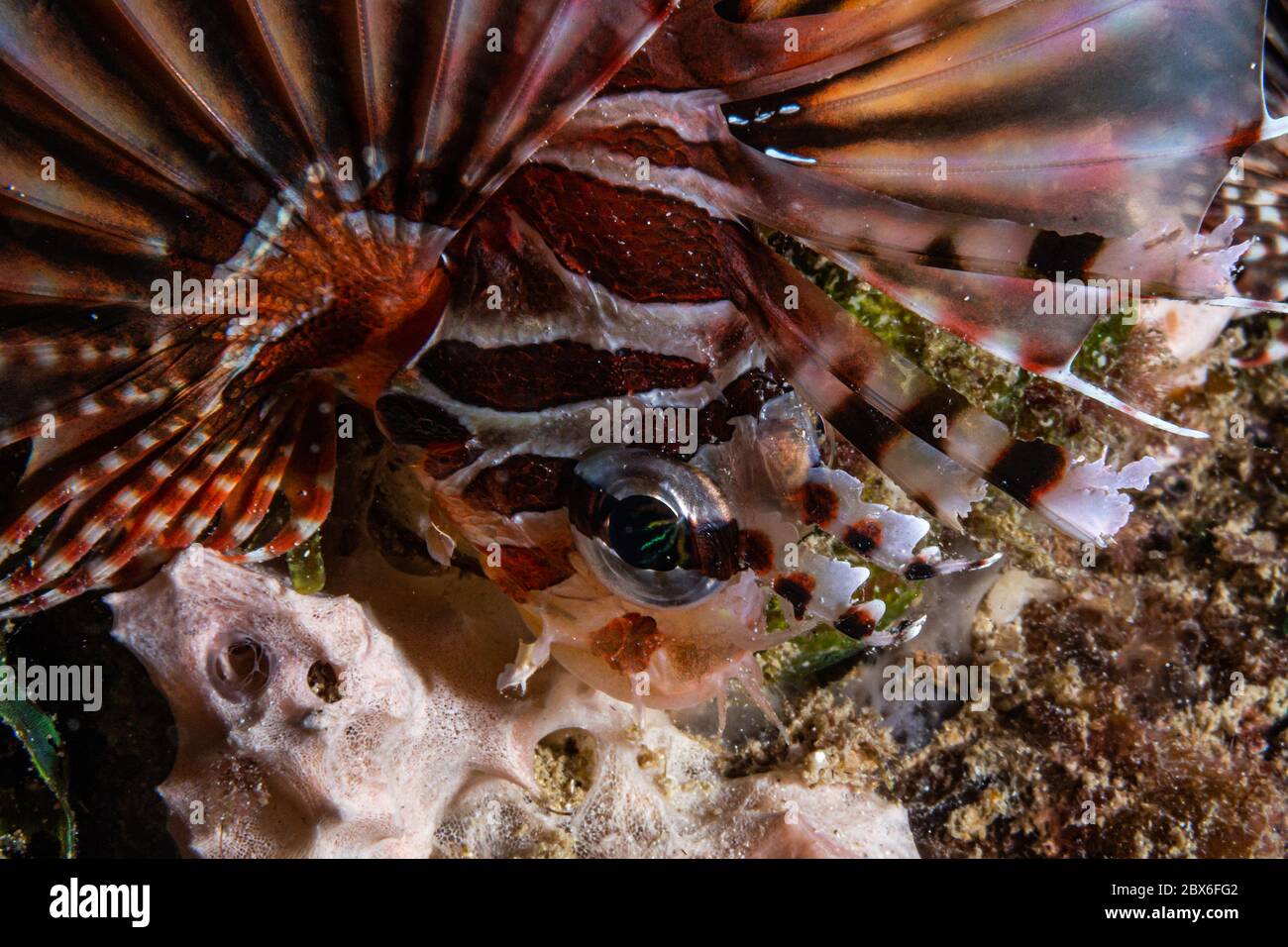 Belle vie sous l'eau, la plongée est génial Banque D'Images