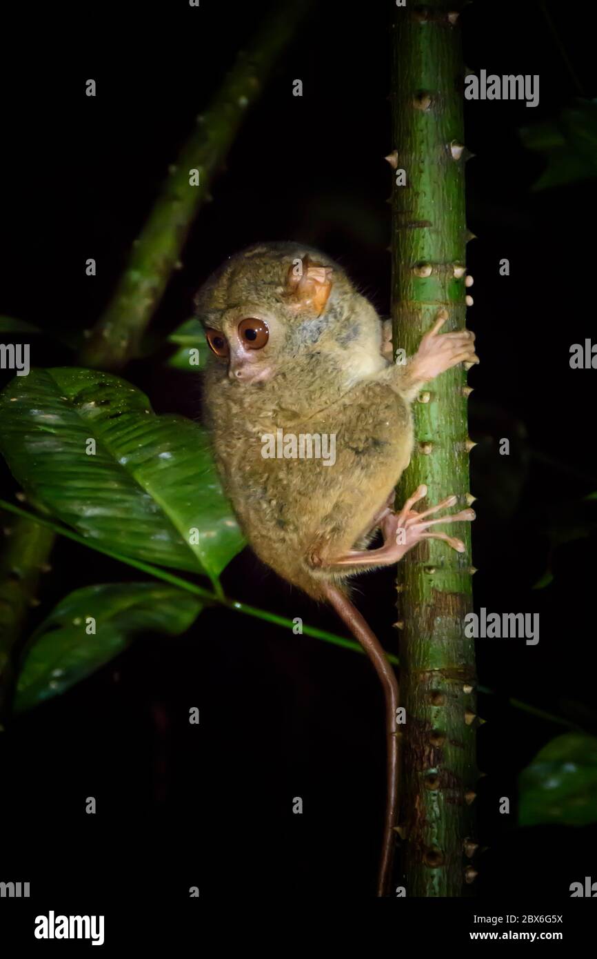 Tarsier dans le parc national de Tangkoko. Nord Sulawesi, Indonésie. Banque D'Images