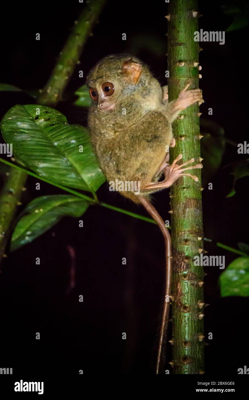 Tarsier dans le parc national de Tangkoko. Nord Sulawesi, Indonésie. Banque D'Images