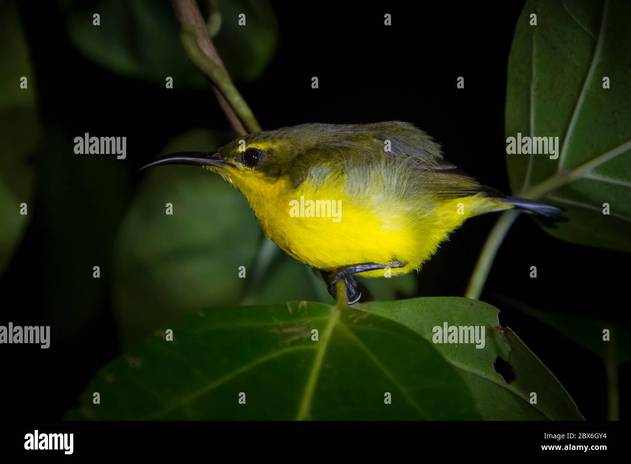 Sunbird dormant à dos d'olive femelle dans le parc national de Tangkoko. Nord Sulawesi, Indonésie. Banque D'Images