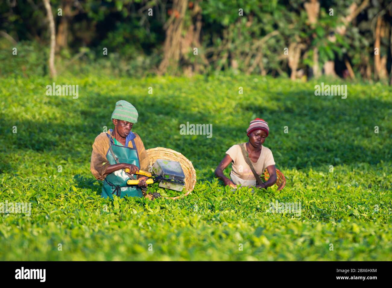 La récolte du thé, les femmes ougandaises dans la région de plateau récolte Ankole, Ouganda Banque D'Images