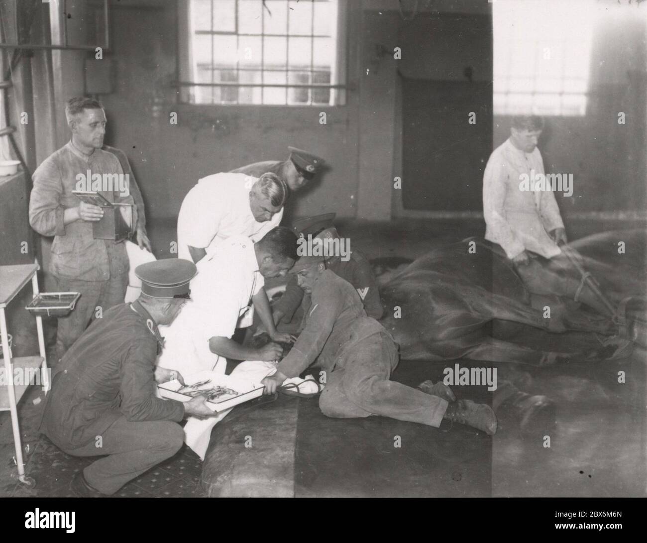 Dans un hôpital de chevaux de la Reichswehr - reportage Heinrich Hoffmann photographies 1933 photographe officiel d'Adolf Hitler, et un politicien et éditeur nazi, qui était membre du cercle intime d'Hitler. Banque D'Images