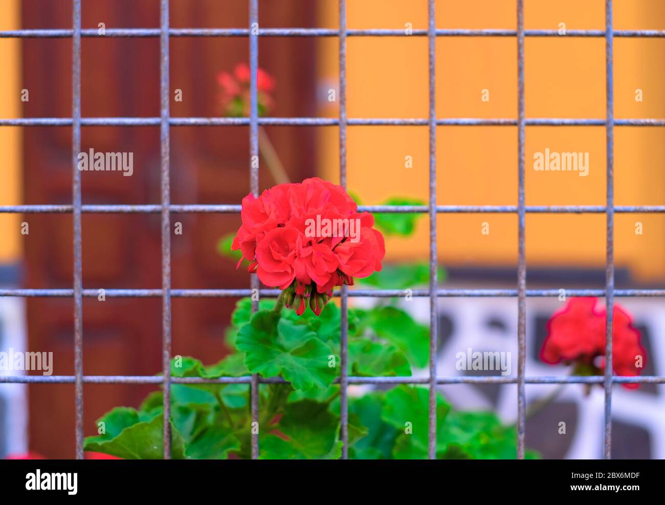 Fleur rouge s'échappant d'une prison. Banque D'Images