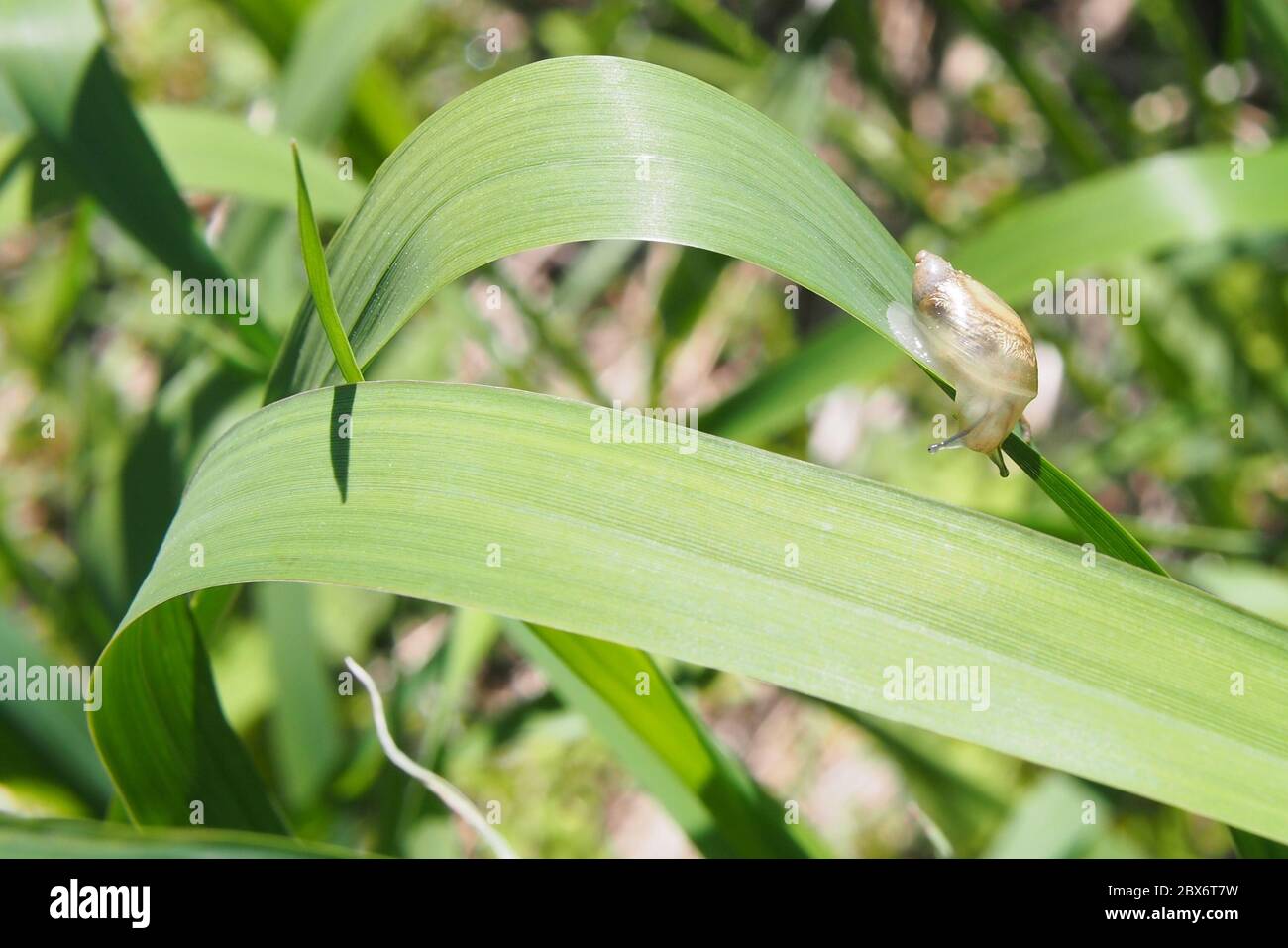 Coquille translucide d'un escargot commun d'ambre (Succinea putris) sur une longue feuille verte dans l'étang local, Ottawa (Ontario), Canada. Banque D'Images
