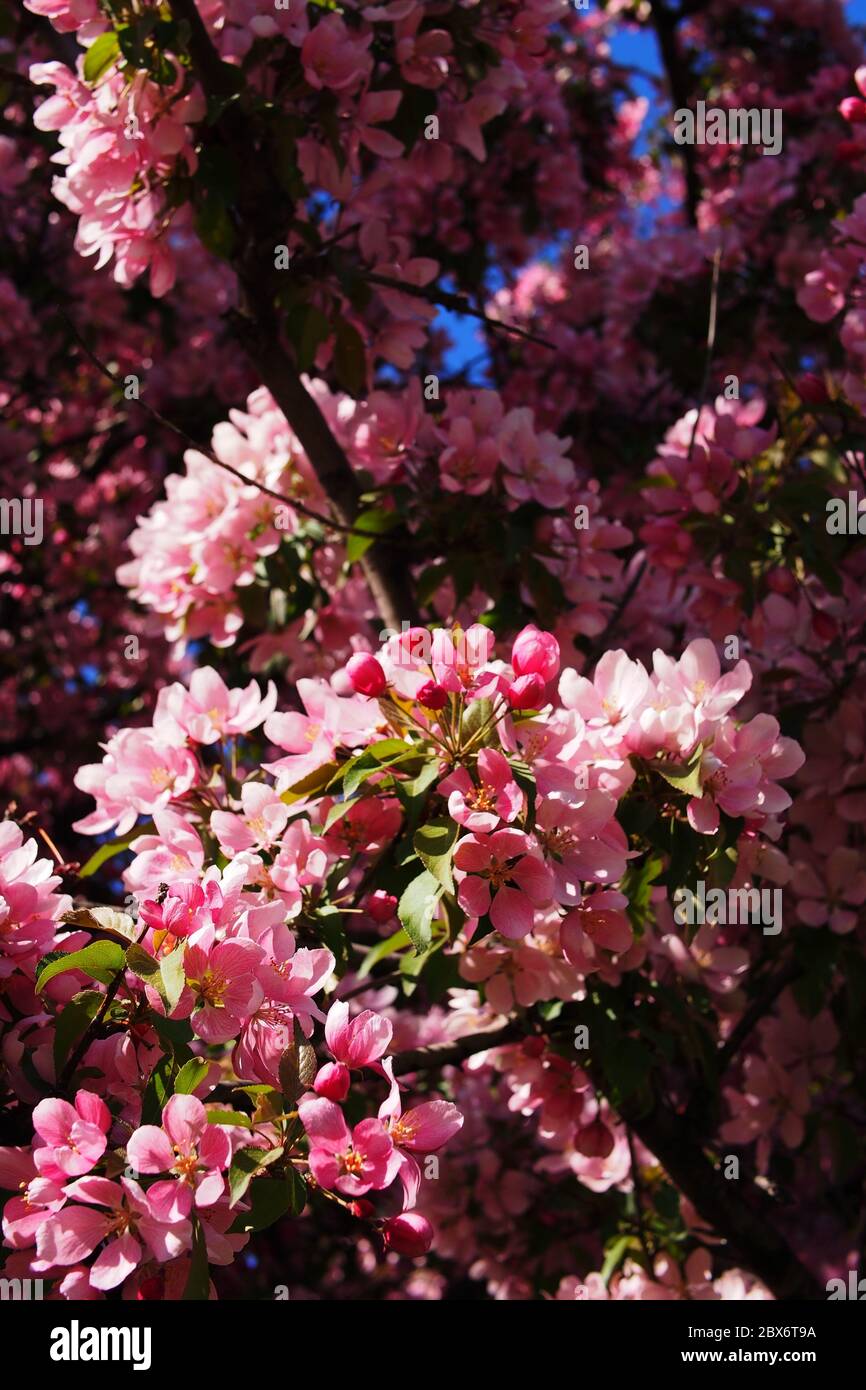 Belles fleurs roses d'un écrevisse (Malus 'Adams'?) Arbre dans un jardin Glebe, Ottawa (Ontario), Canada. Banque D'Images