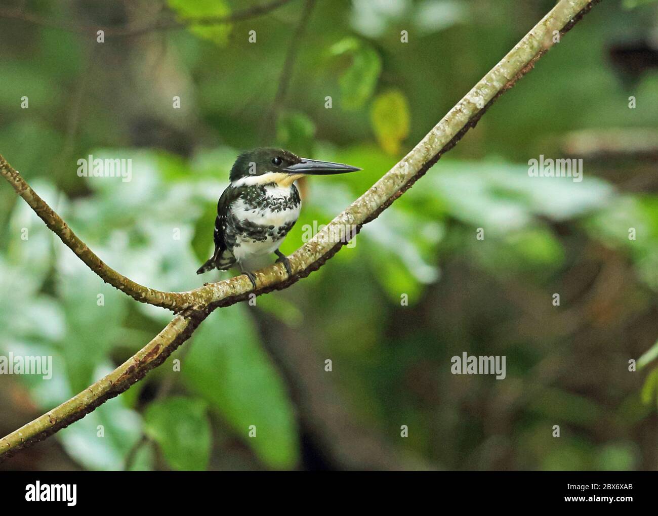 Green Kingfisher (Chloroceryle americana septentrionalis) femelle adulte perchée sur la branche de Cuero y Saldo, Honduras février 2016 Banque D'Images