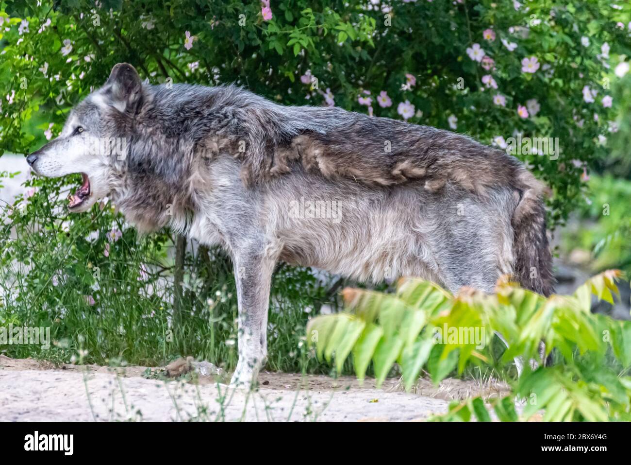 Timberwolf dans son territoire pendant le changement de fourrure Banque D'Images