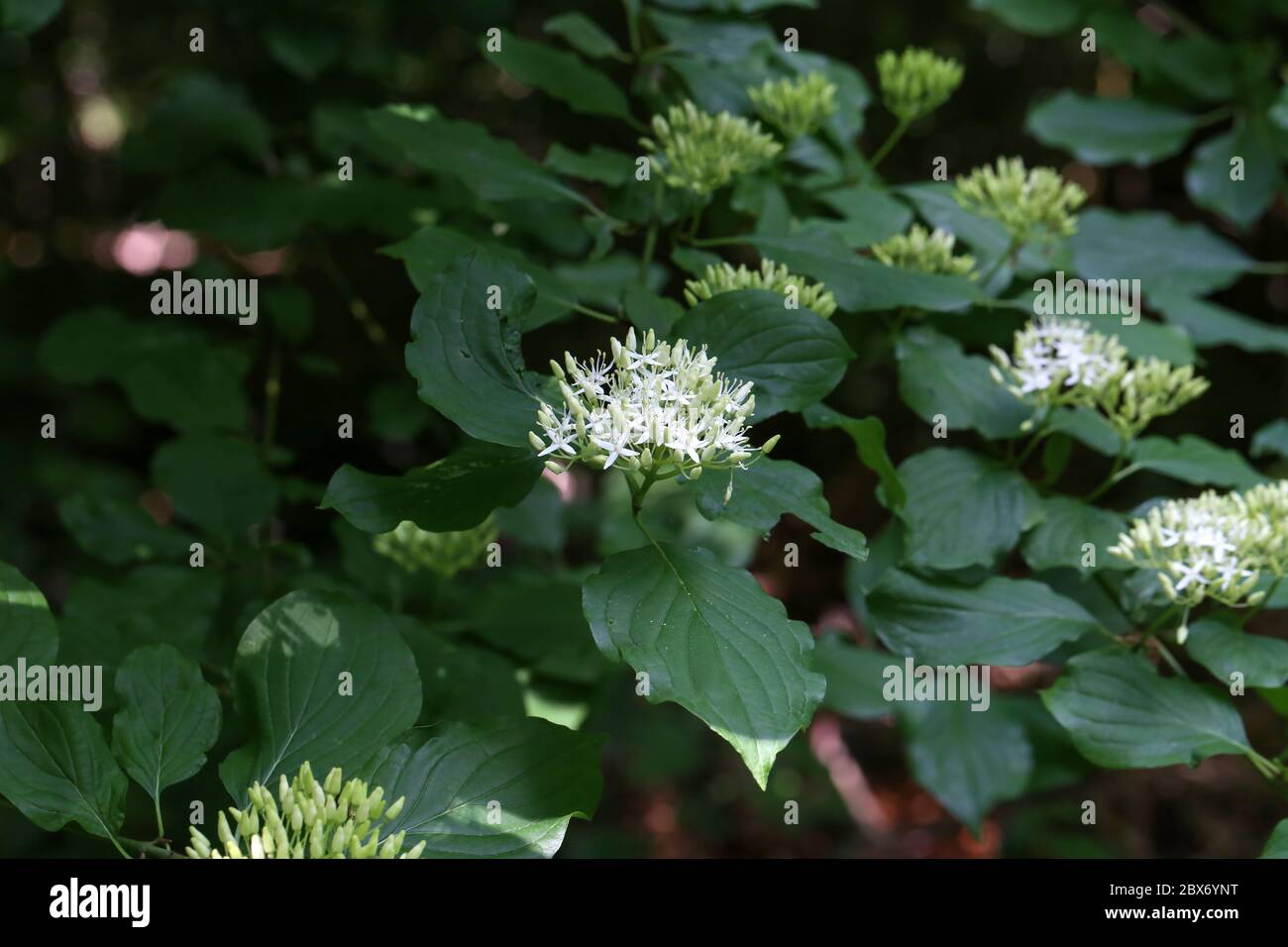 Cornus controlversa en fleur dans l'arboretum Banque D'Images