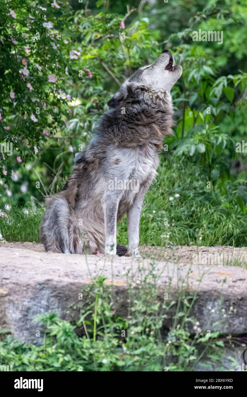 Timberwolf dans son territoire pendant le changement de fourrure Banque D'Images