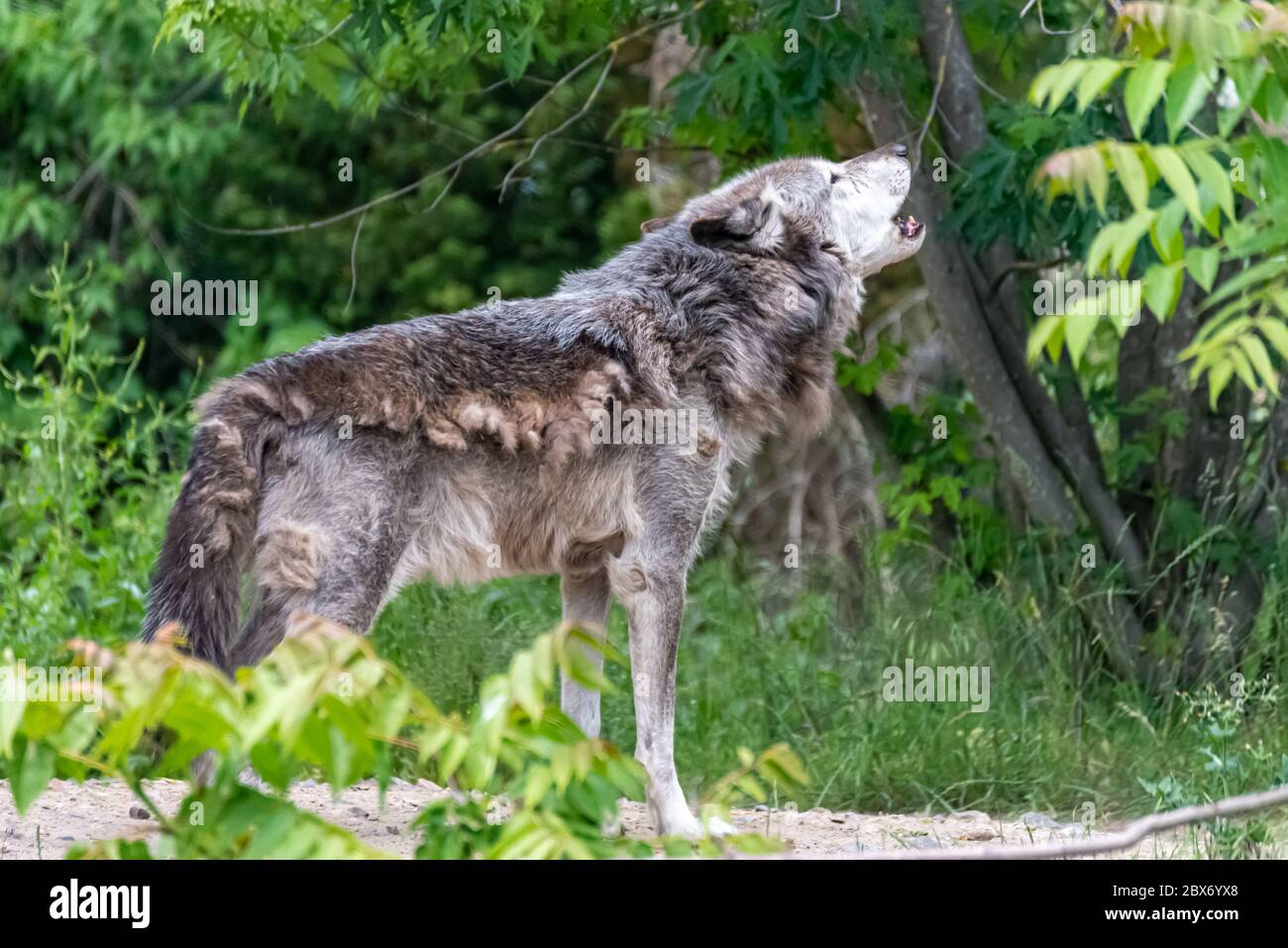 Timberwolf dans son territoire pendant le changement de fourrure Banque D'Images