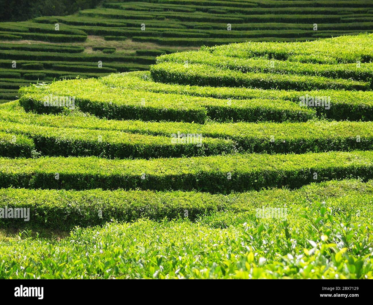 Rangées de buissons de thé, vue sur les plantations de thé dans les Açores, océan Atlantique, Portugal. Banque D'Images