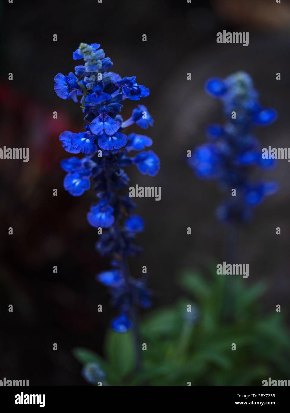 Mealy Blue Sage dans la Central Valley, Californie Banque D'Images