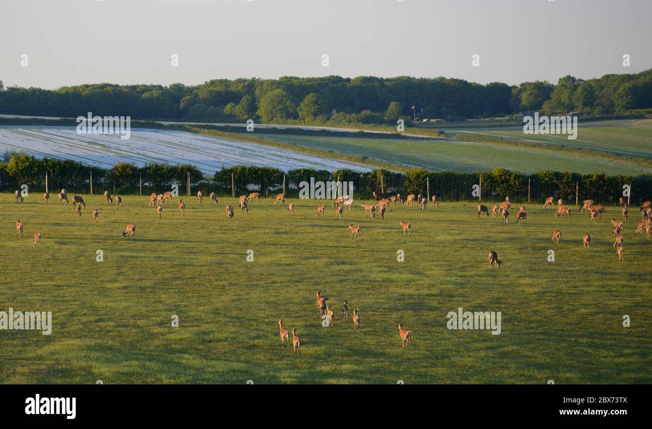 Troupeau de cerfs rouges d'élevage qui broutage près de Black Down, Dorset, Royaume-Uni Banque D'Images