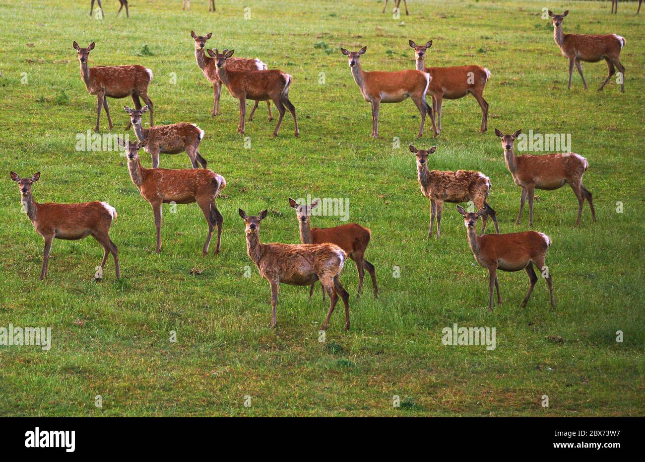 Troupeau de cerfs rouges d'élevage qui broutage près de Black Down, Dorset, Royaume-Uni Banque D'Images