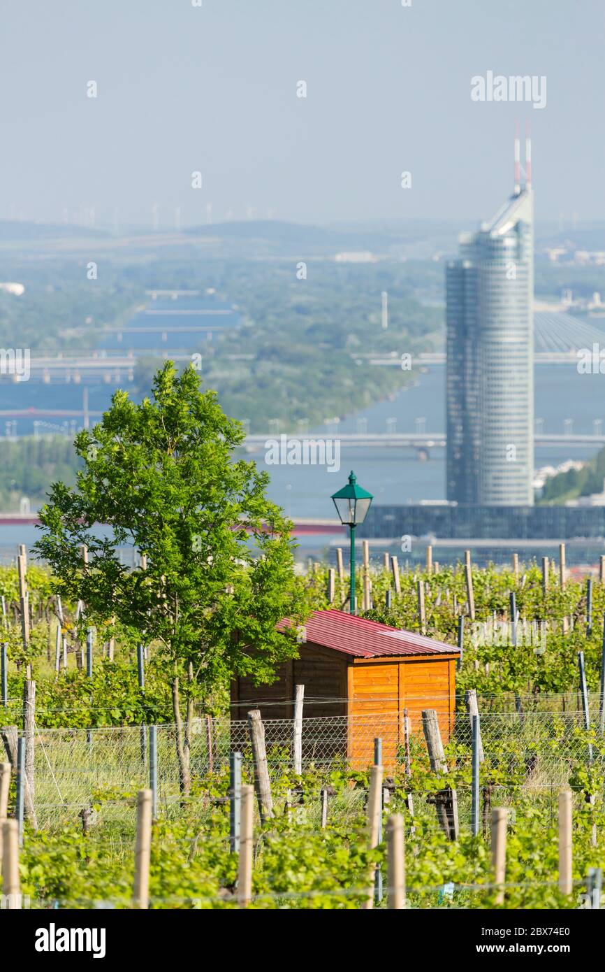 Vue d'une colline de vignoble au-dessus de Vienne, Autriche, sur le Danube avec la Tour du millénaire à droite et un hangar en premier plan. Banque D'Images