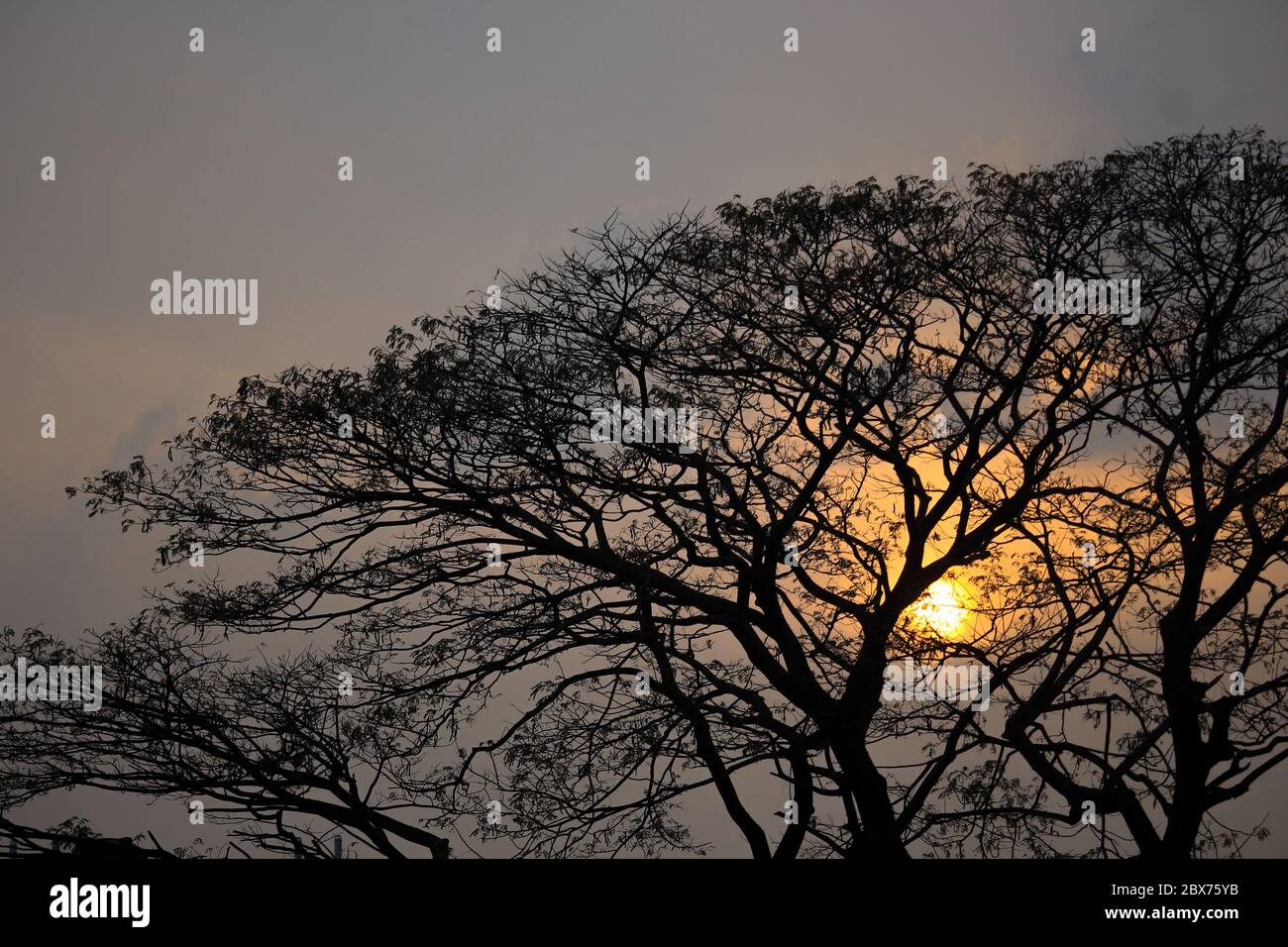 Photo d'un arbre avec d'innombrables tiges d'arbre dans l'après-midi Banque D'Images