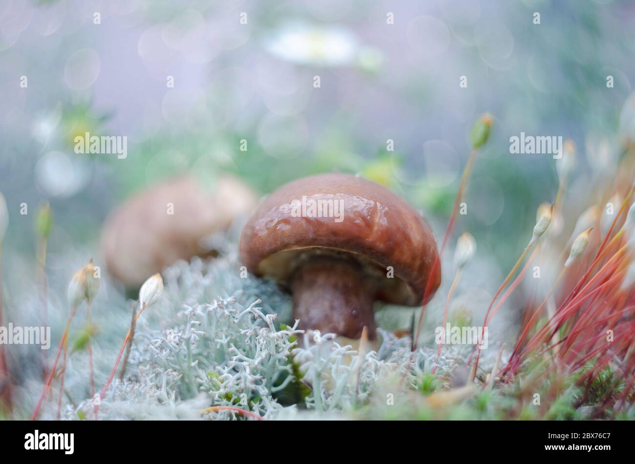 Les champignons comestibles poussent dans la mousse. Habitat naturel, macro Banque D'Images