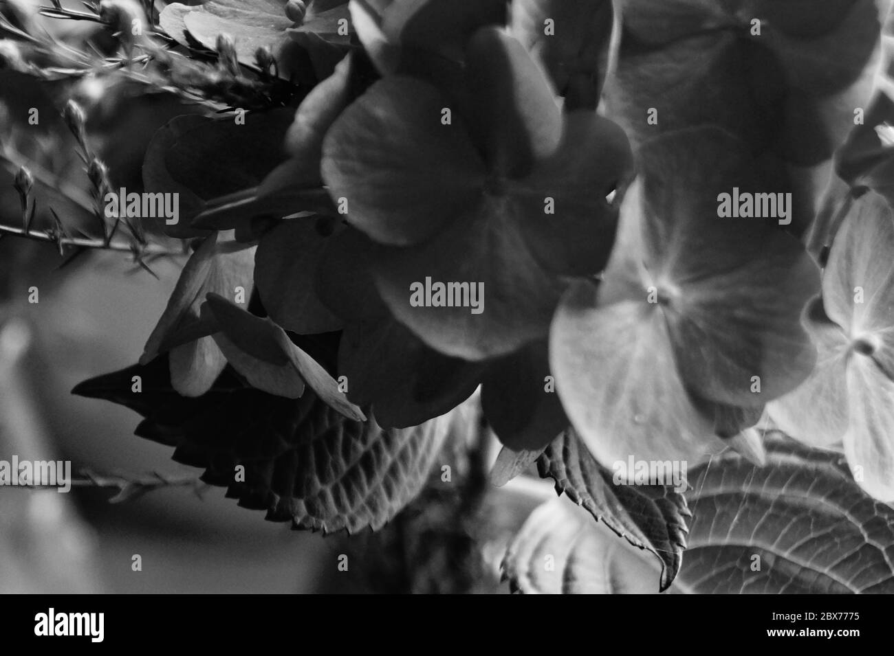 Un Gros Plan De Fleurs Triste Depression Noir Et Blanc Photo De Haute Qualite Photo Stock Alamy