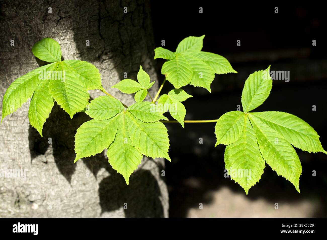 Feuilles de châtaignes translucides et vertes dans le dos, éclairage sur fond noir (prise différente) Banque D'Images