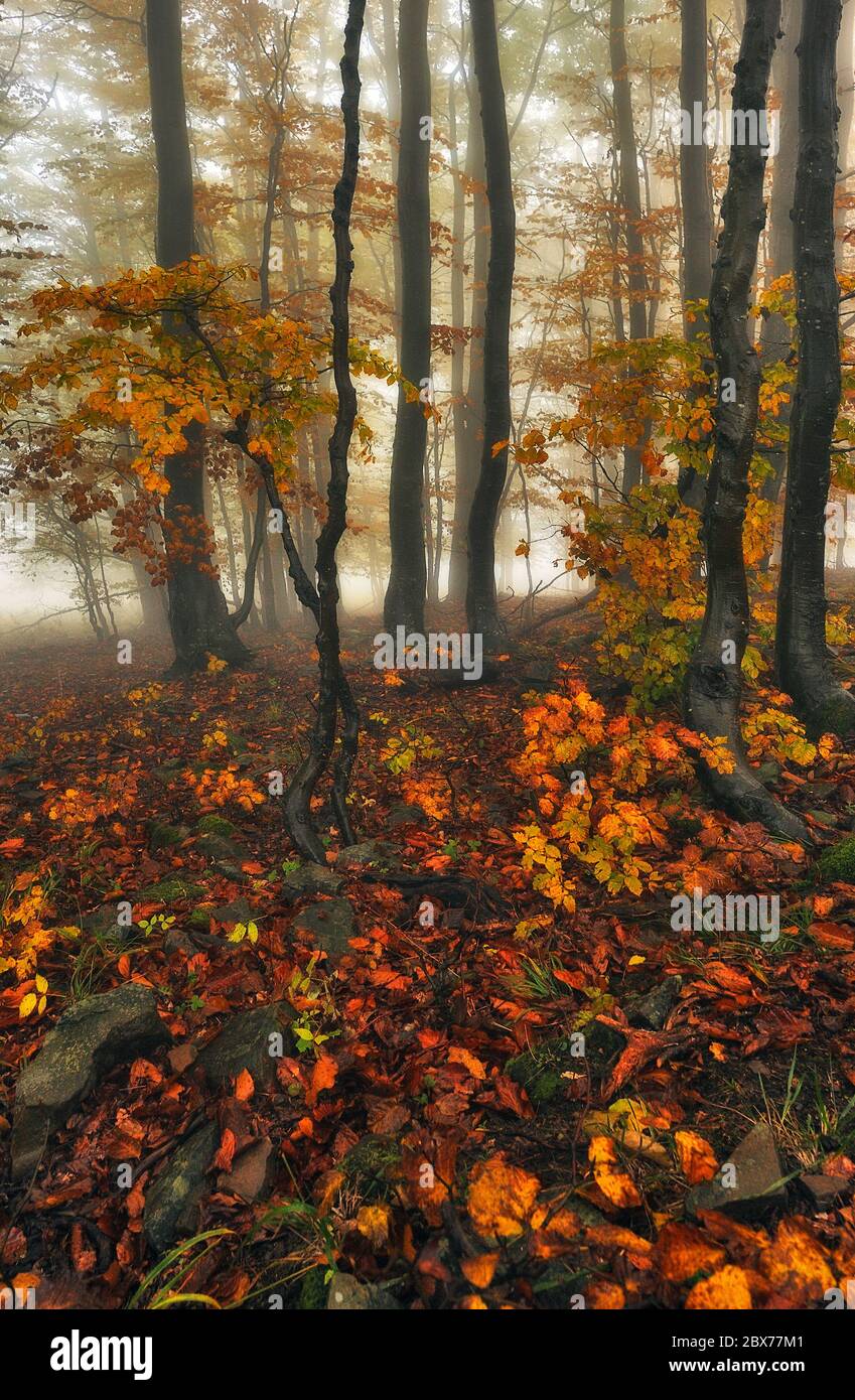 Une forêt d'automne fantastique et brumeuse. Les hêtres sont dans un brouillard Banque D'Images