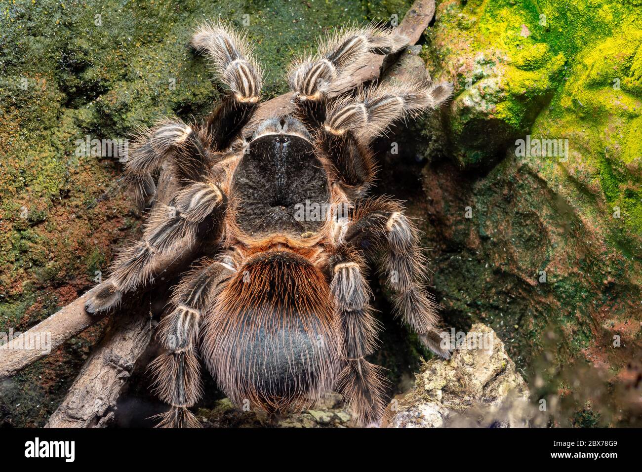 Gros plan d'un tarantula de scarlet de bahia (lasiodora klugi) en captivité Banque D'Images