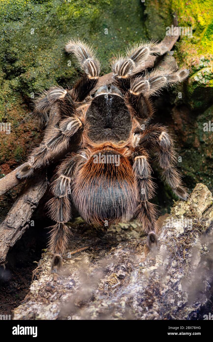 Gros plan d'un tarantula de scarlet de bahia (lasiodora klugi) en captivité Banque D'Images
