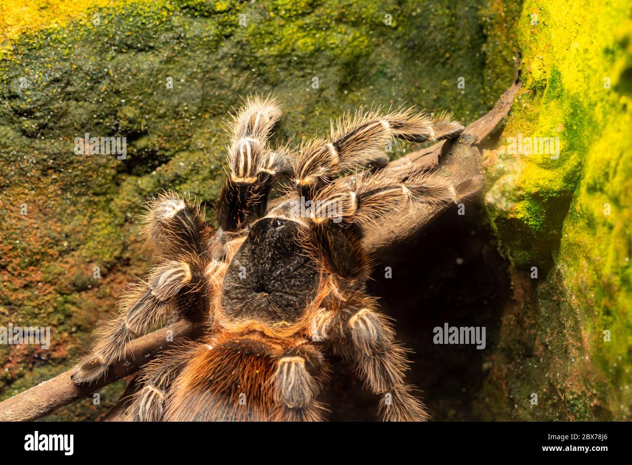 Gros plan d'un tarantula de scarlet de bahia (lasiodora klugi) en captivité Banque D'Images
