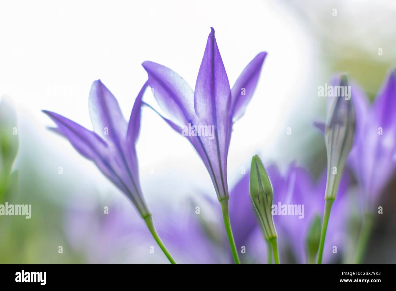 triteleia laxa, foyer sélectif, beau vert ensoleillé bokeh Banque D'Images