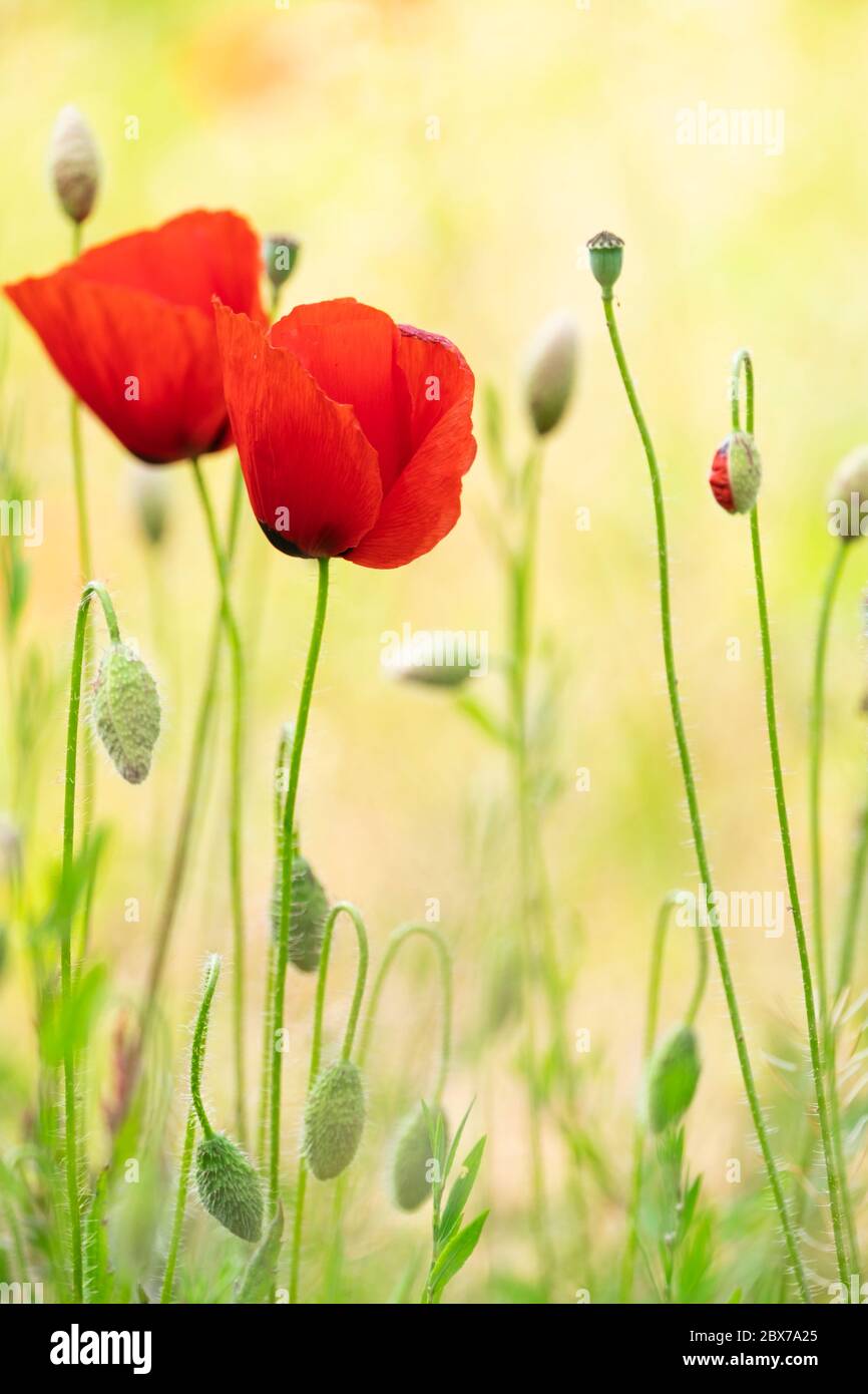 Coquelicots. Dépht de champ de Shalow. Banque D'Images