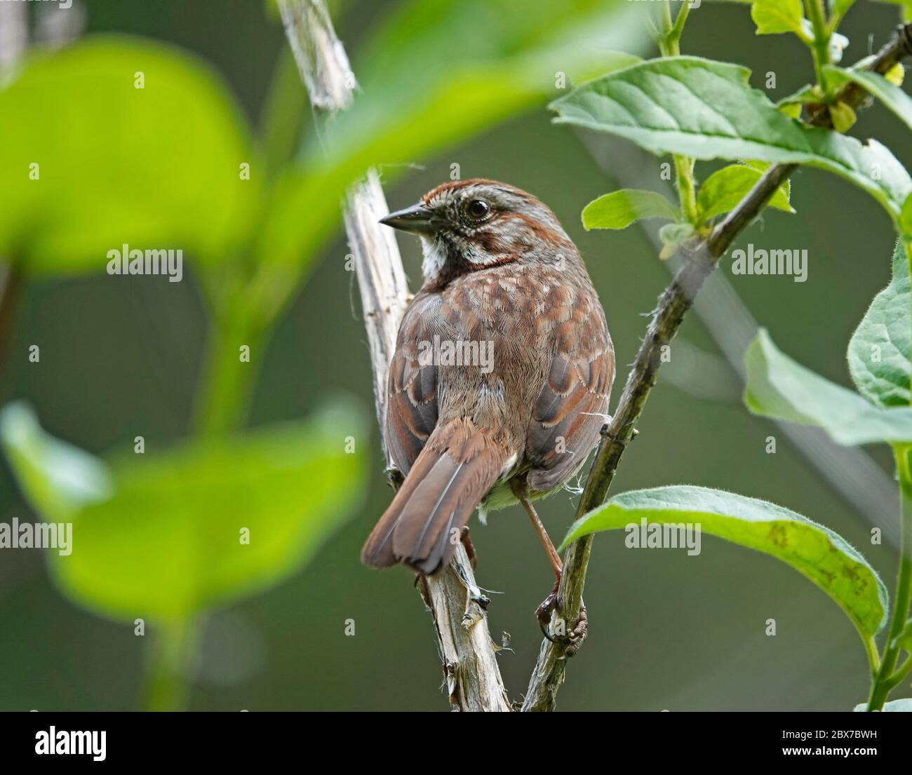 Portrait d'un moineau de chant, Melospiza melodia, le long de la rivière Metolius dans les montagnes Cascade du centre de l'Oregon. Banque D'Images