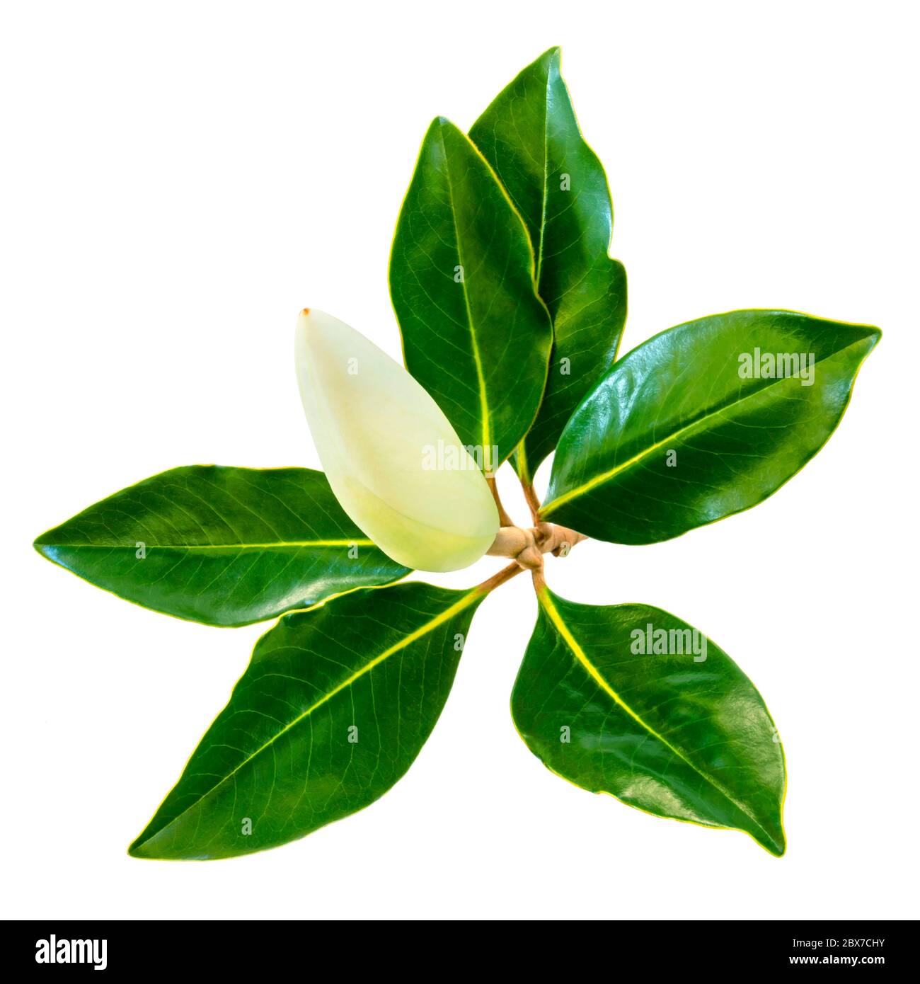 Bourgeon et feuilles de fleur de Magnolia, isolés sur blanc. Petite variété de vert versif nain. Banque D'Images