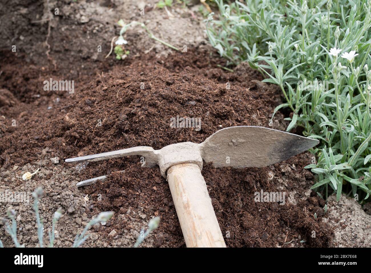 Hoe dans le jardin, jardinage Banque D'Images