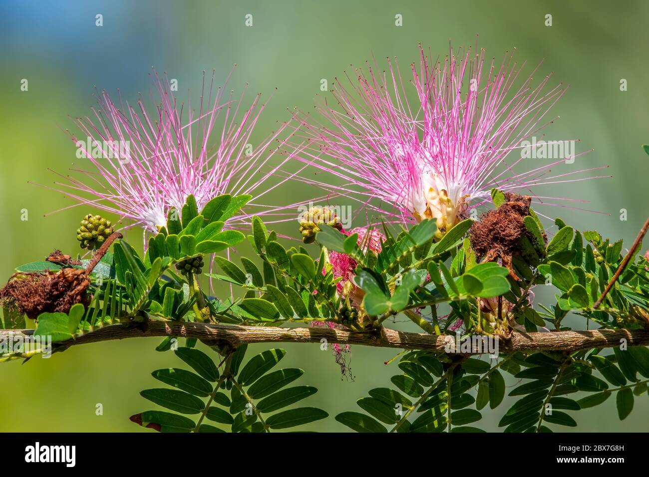 Mimosa fleurit sur un arbre Banque D'Images