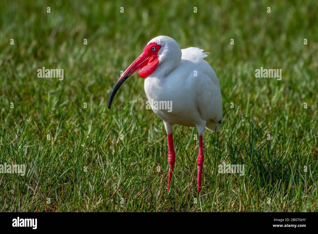 Élever ibis dans l'herbe Banque D'Images