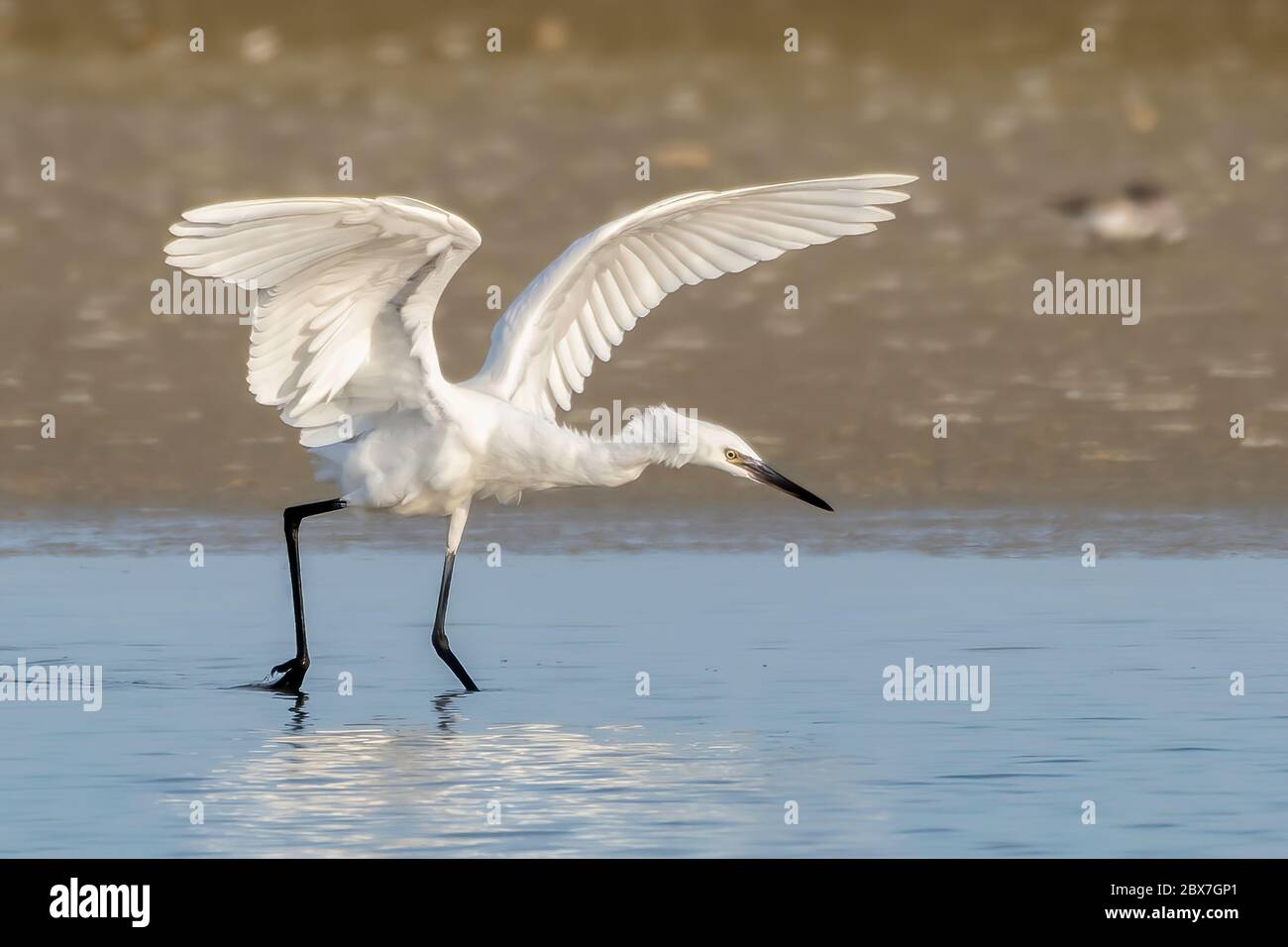 Egret rouge - chasse au mue blanc pour la nourriture Banque D'Images