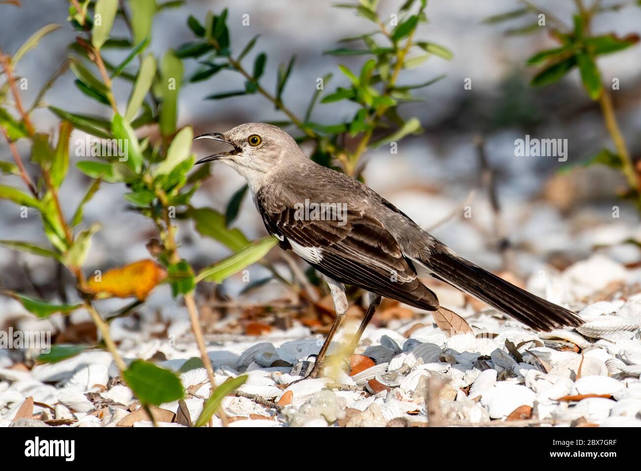 Le mockingbird du Nord se dresse dans le gravier et chante Banque D'Images