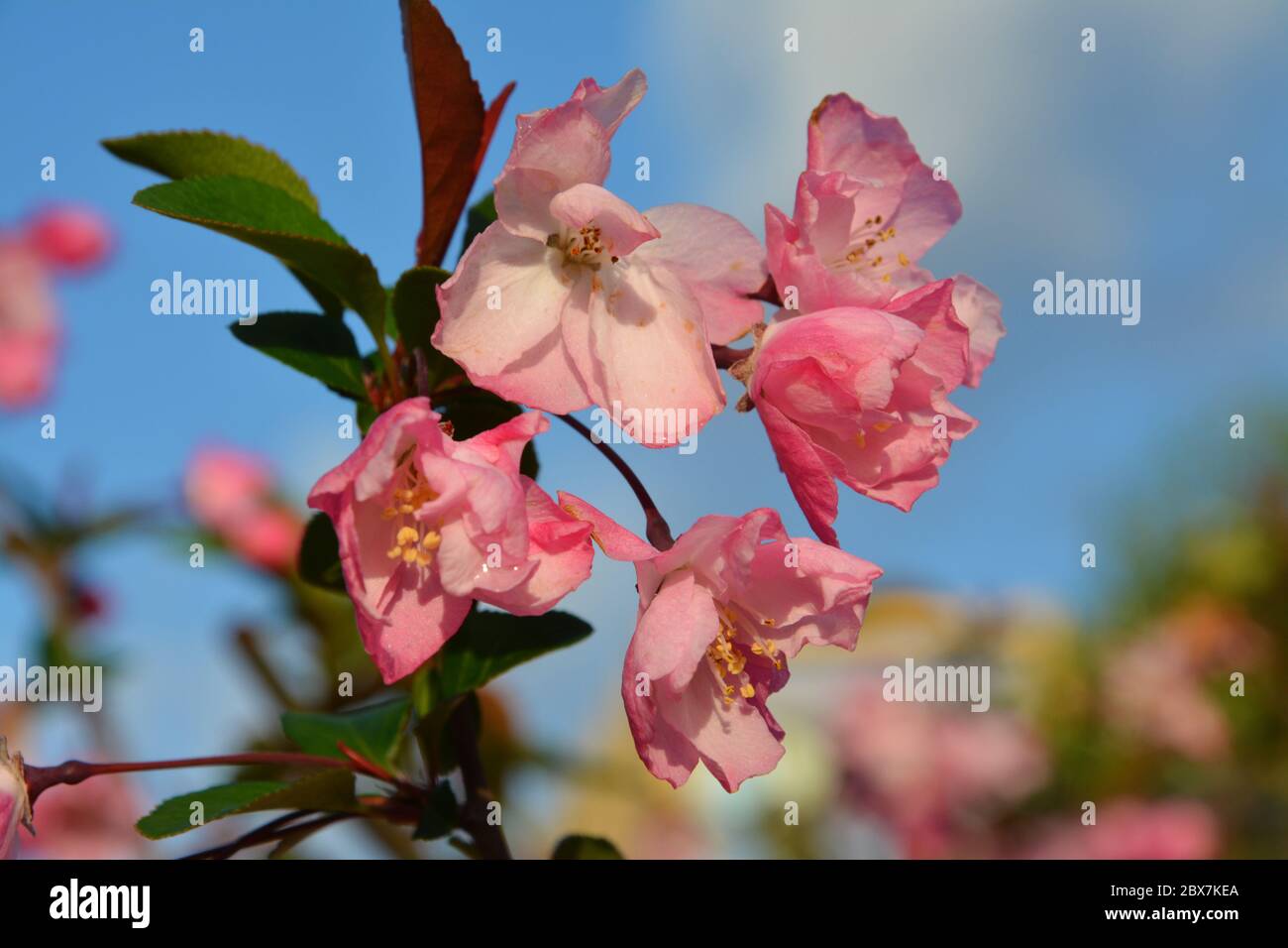 fleur de crabapple rose avec nouvelle feuille Banque D'Images