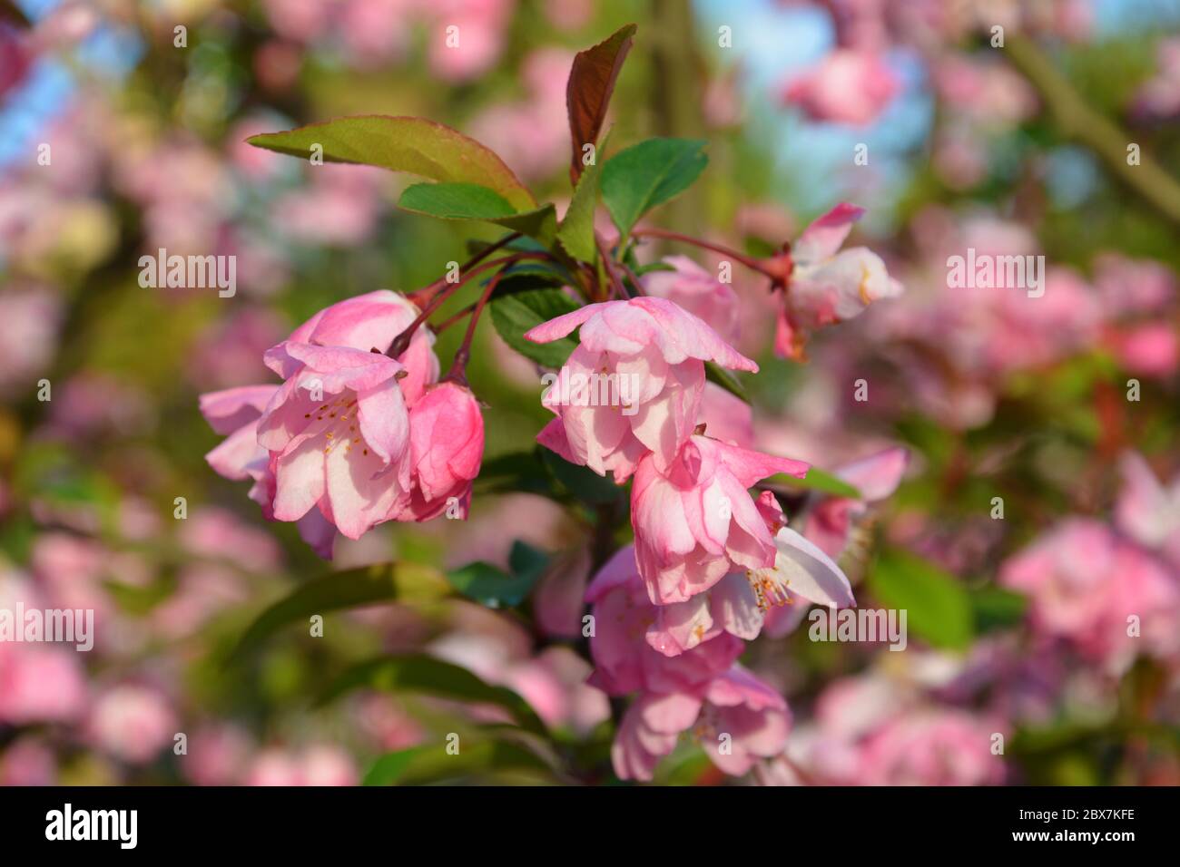 Fleur de crabapple rose avec fleurs de feuilles vertes Banque D'Images