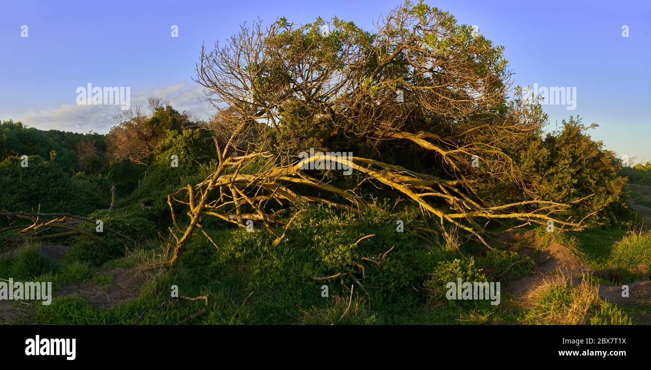 Arbre au coucher du soleil sur Phillip Island, Melbourne, Victoria, Australie, Océanie Banque D'Images