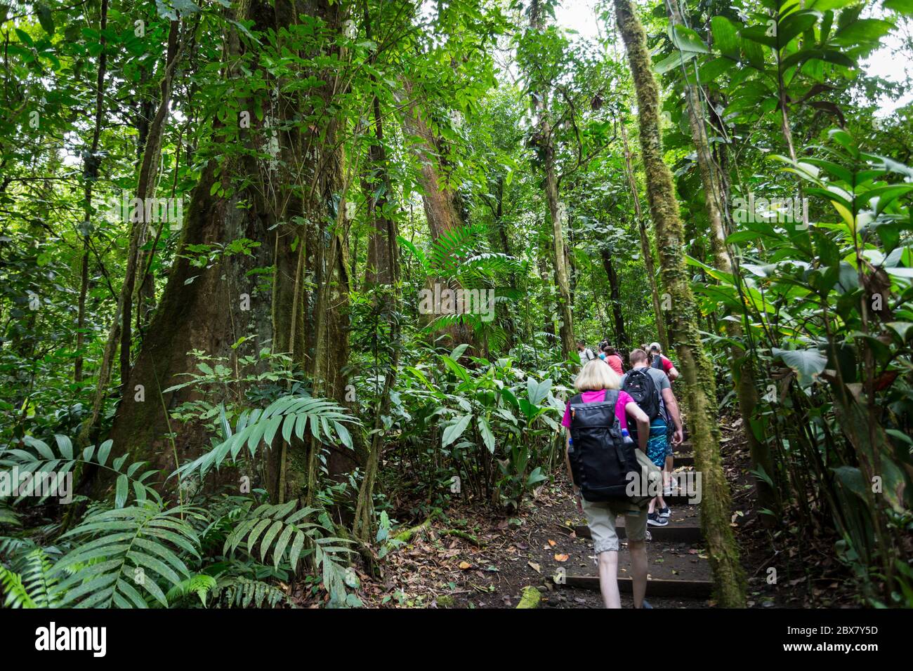 Randonneurs à Sensoria, réserve tropicale de la forêt tropicale, Rincon de la Vieja, Provincia de Alajuela, Costa Rica Banque D'Images