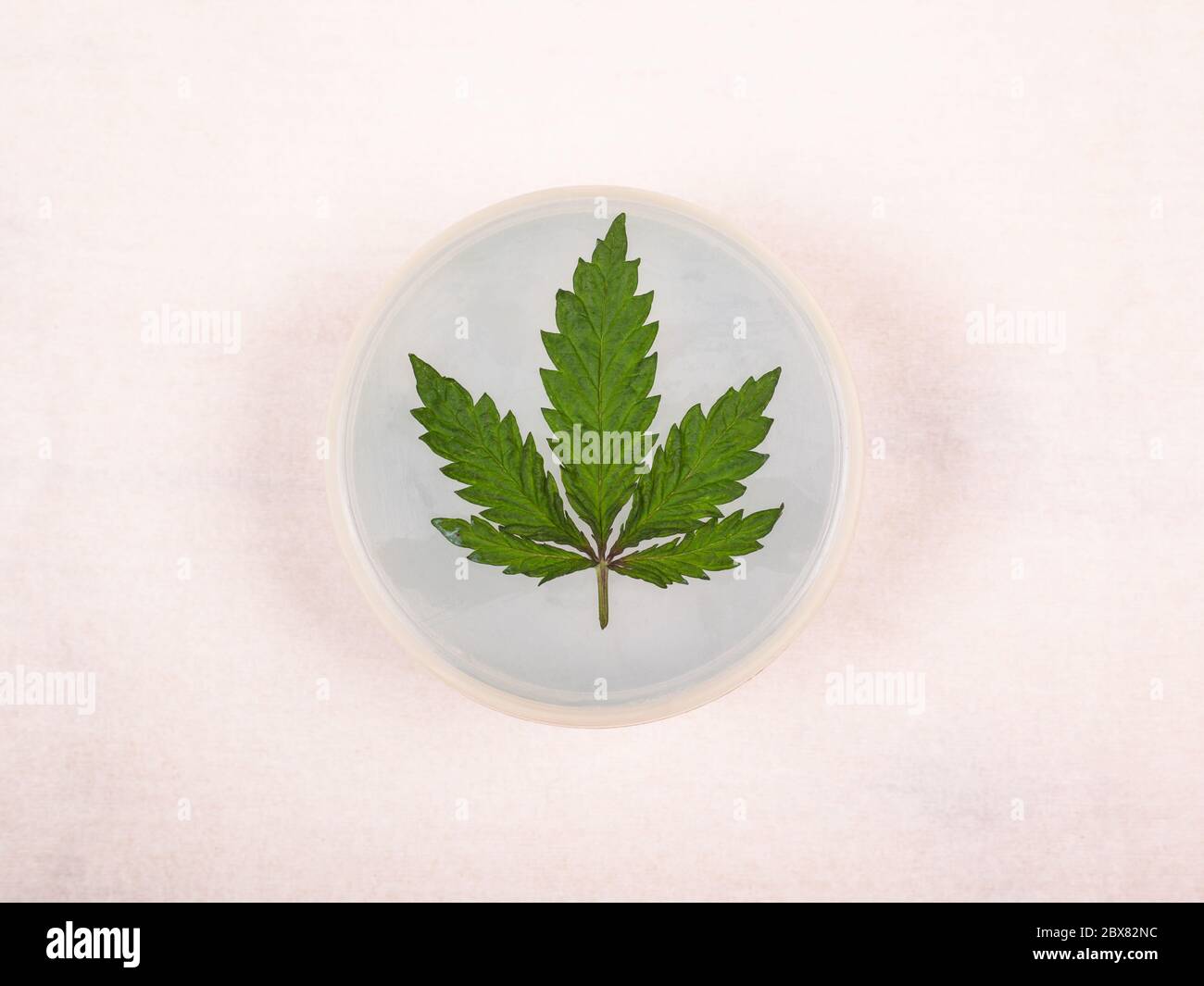 beauté cannabis crème, soins de la peau marijuana médicale sur fond blanc. Banque D'Images