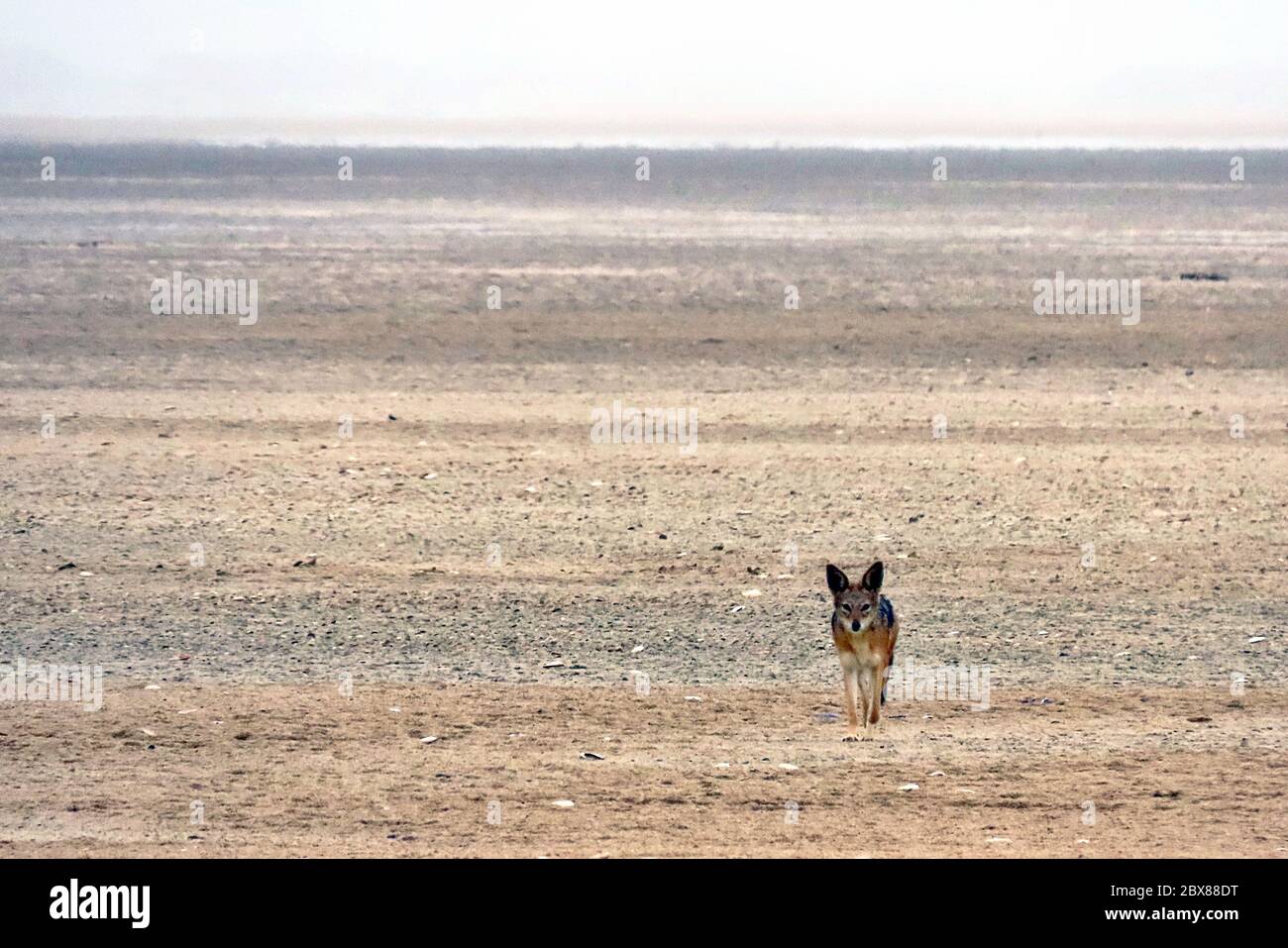Un Jackal à dos noir (Canis mesomelas) regardant la caméra dans un désert sombre à la réserve de phoques de Cape Cross sur la côte des squelettes, en Namibie. Banque D'Images