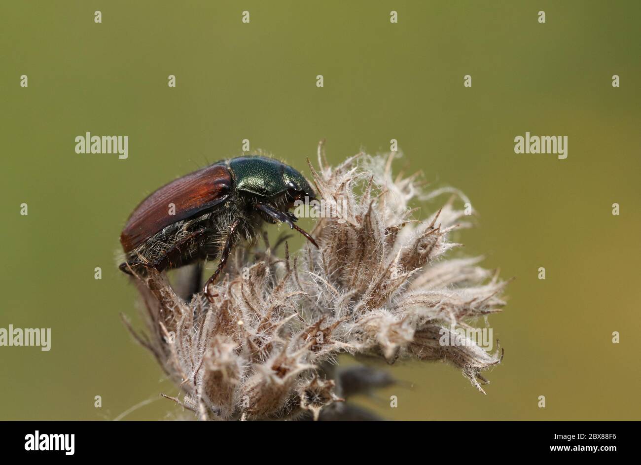 Un chafer de jardin Beetle, Phyllopertha horticola, qui perche sur une plante dans un pré. Banque D'Images
